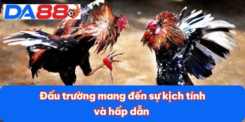 Đấu trường mang đến sự kịch tính và hấp dẫn Đấu trường mang đến sự kịch tính và hấp dẫn