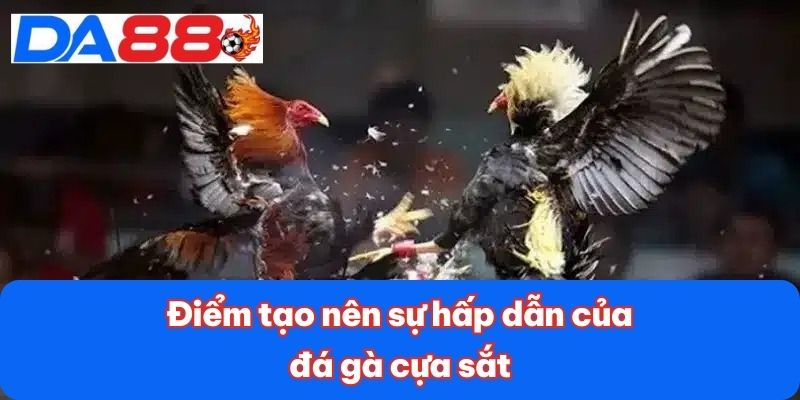 Điểm tạo nên sự hấp dẫn của đá gà cựa sắt Điểm tạo nên sự hấp dẫn của đá gà cựa sắt
