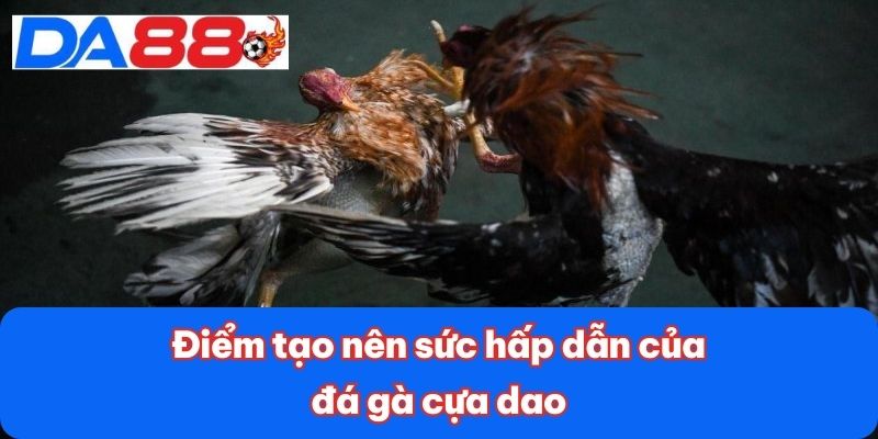 Điểm tạo nên sức hấp dẫn của đá gà cựa dao Điểm tạo nên sức hấp dẫn của đá gà cựa dao