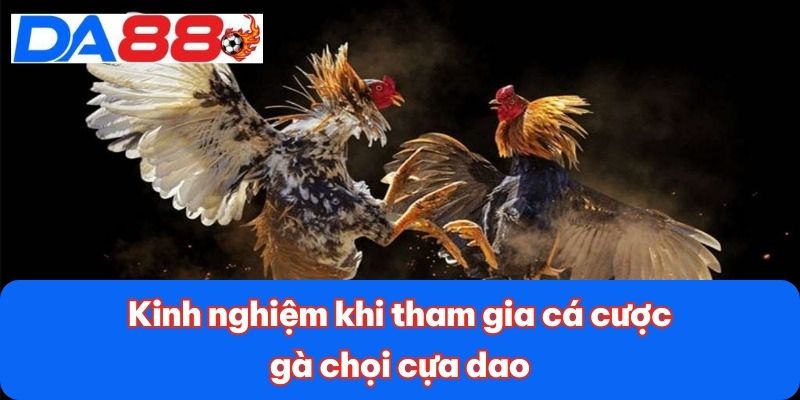 Kinh nghiệm khi tham gia cá cược gà chọi cựa dao Kinh nghiệm khi tham gia cá cược gà chọi cựa dao