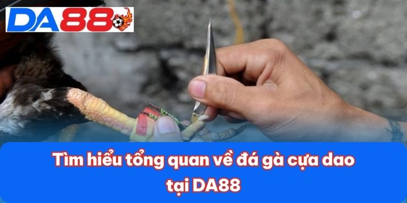 Tìm hiểu tổng quan về đá gà cựa dao tại DA88 Tìm hiểu tổng quan về đá gà cựa dao tại DA88