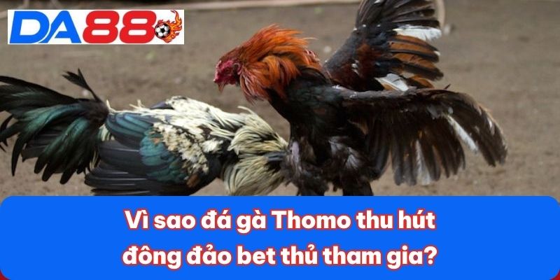 Vì sao đá gà Thomo thu hút đông đảo bet thủ tham gia? Vì sao đá gà Thomo thu hút đông đảo bet thủ tham gia?